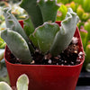 Crinkle Leaf Succulent