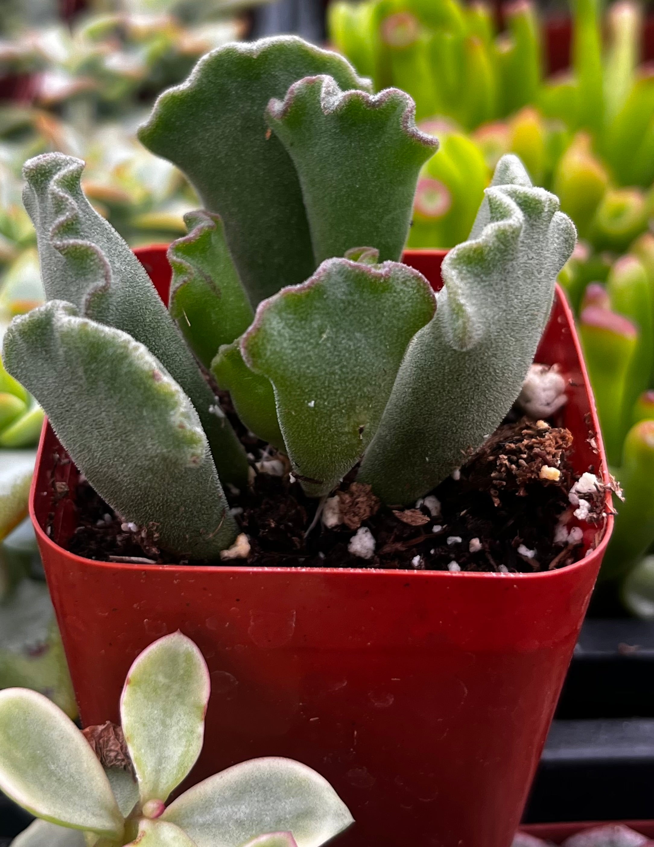 Crinkle Leaf Raspberry Crinkle Leaf Succulent – The Plant Seed