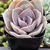Echeveria 'Perle Von Nurnberg'