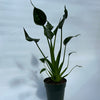 Alocasia Tiny Dancers