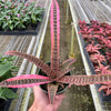Cryptanthus 'Elaine'