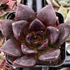 Echeveria Black Prince