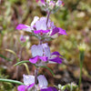 500 CHINESE HOUSES Pagodas Collinsia Heterophylla Flower Seeds