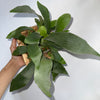 Platycerium Bifurcatum (Staghorn Fern)