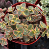 Variegated Crassula Calico Kitten