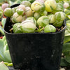 Variegated String of Pearls
