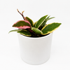 Hoya Flamingo Dream