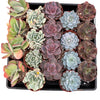 Bulk 4 inch Succulent Plants