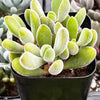 Crassula Congesta Green Beans