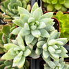 Sedeveria Blue Burrito