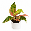 Aglaonema 'Dazzling Pink Gem'