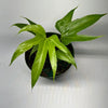 Anthurium Pedatoradiatum Fingers