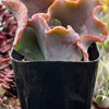 Echeveria Alta May