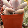 Pink Moonstone Pachyphytum