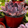 Echeveria Neon Breaker
