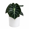 Alocasia Black Velvet