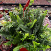 Indoor Hanging Fern Plant