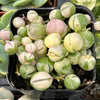 Variegated String of Pearls