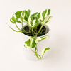 Pothos Pearls and Jade