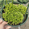 Rhipsalis cereuscula - Coral Cactus, Mistletoe Cactus