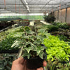 English Ivy 'Eva'