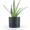 Aloe Vera House Plant in Black Ceramic Cylinder Planter