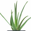 Aloe Vera House Plant in Black Ceramic Cylinder Planter