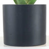Aloe Vera House Plant in Black Ceramic Cylinder Planter