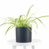 Spider Plant in Black Ceramic Cylinder Planter