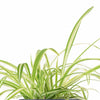 Spider Plant in Black Ceramic Cylinder Planter