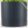 Spider Plant in Black Ceramic Cylinder Planter