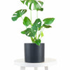 Monstera Deliciosa in Black Ceramic Cylinder Planter