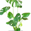 Monstera Deliciosa in Black Ceramic Cylinder Planter