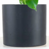 Monstera Deliciosa in Black Ceramic Cylinder Planter