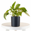 Epipremnum aureum 'Pothos' in Black Ceramic Cylinder Planter