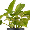Epipremnum aureum 'Pothos' in Black Ceramic Cylinder Planter