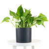 Epipremnum aureum 'Pothos' in Black Ceramic Cylinder Planter
