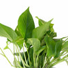 Epipremnum aureum 'Pothos' in Black Ceramic Cylinder Planter