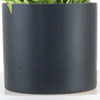 Epipremnum aureum 'Pothos' in Black Ceramic Cylinder Planter