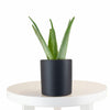 Aloe Vera House Plant in Black Ceramic Cylinder Planter