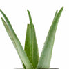 Aloe Vera House Plant in Black Ceramic Cylinder Planter