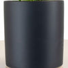 Aloe Vera House Plant in Black Ceramic Cylinder Planter