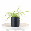 Spider Plant in Black Ceramic Cylinder Planter