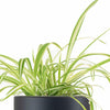 Spider Plant in Black Ceramic Cylinder Planter