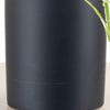Spider Plant in Black Ceramic Cylinder Planter