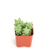 Sedum morganianum 'Burro's Tail'