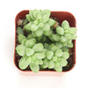 Sedum morganianum 'Burro's Tail'