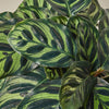 Calathea 'Makoyana'
