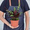 Calathea Lancifolia 'Rattlesnake'