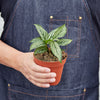 Calathea 'Vittata'